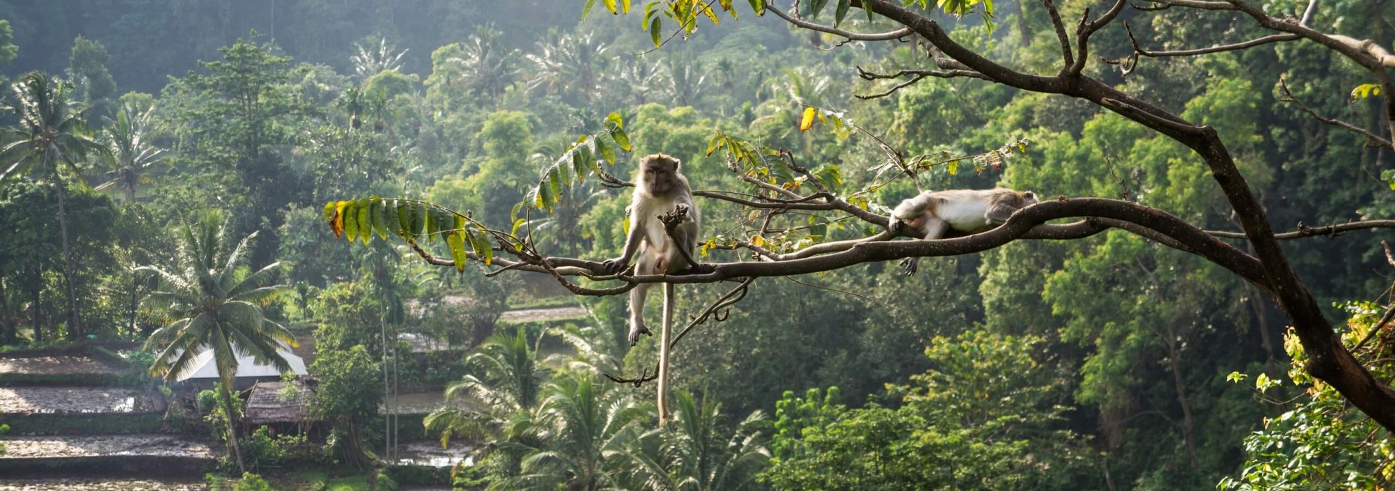 macaque-macaca-senaru-lombok-balitravel