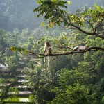 macaque-macaca-senaru-lombok-balitravel