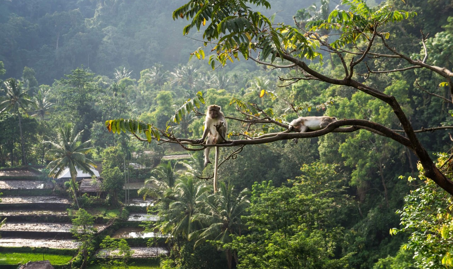 macaque-macaca-senaru-lombok-balitravel