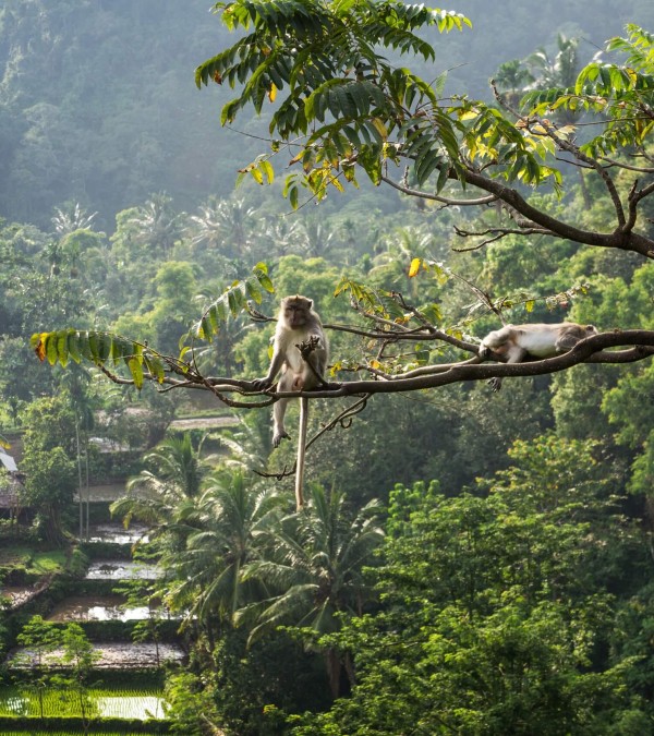 macaque-macaca-senaru-lombok-balitravel-3