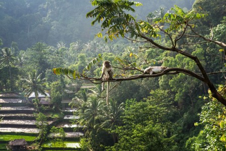 macaque-macaca-senaru-lombok-balitravel