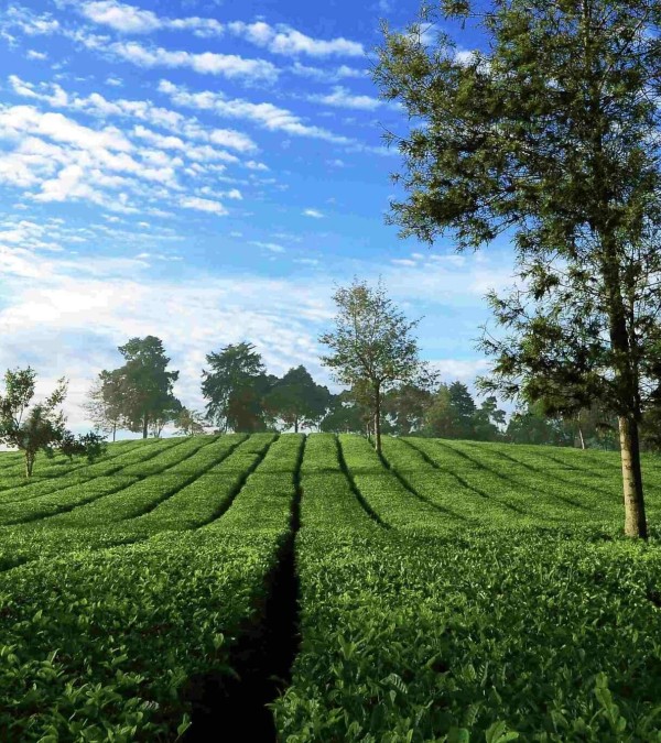 malabar-thee-plantages-java-1