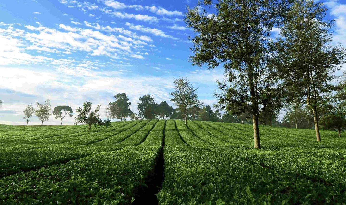 malabar-thee-plantages-java