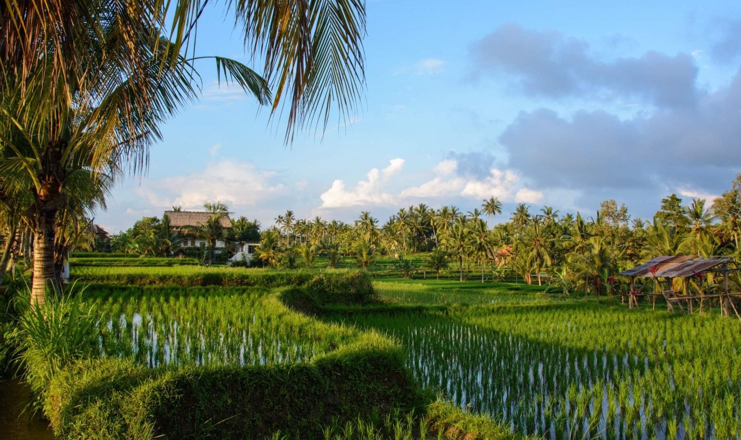 mambal-natuur-bali