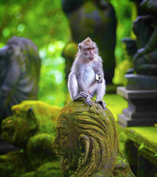 monkey-forest-tempel-ubud-balitravel-1