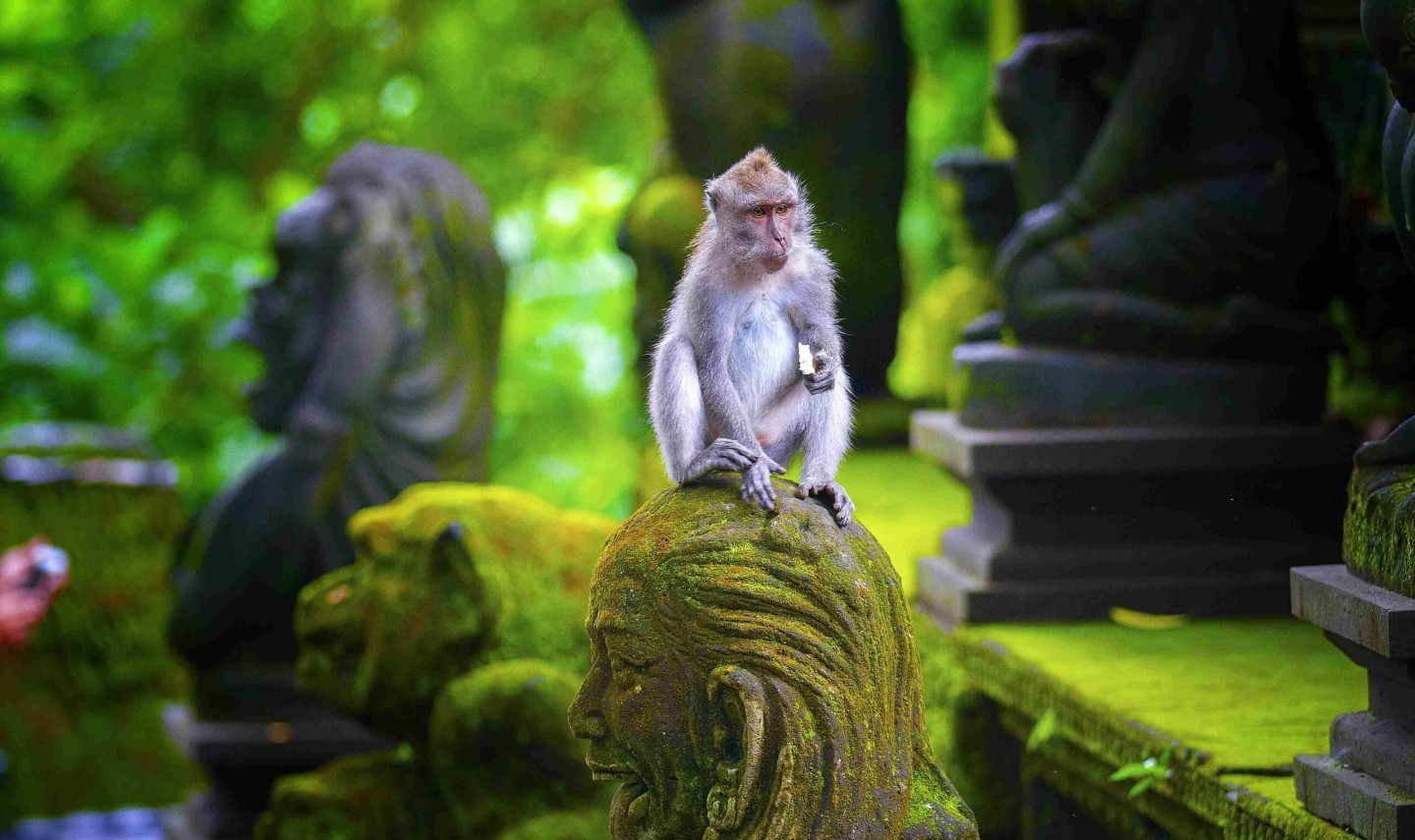 monkey-forest-tempel-ubud-balitravel