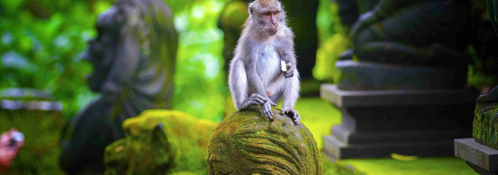 monkey-forest-tempel-ubud-balitravel