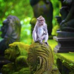 monkey-forest-tempel-ubud-balitravel