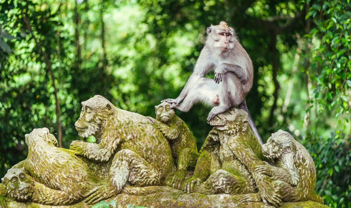 monkey-forest-ubud