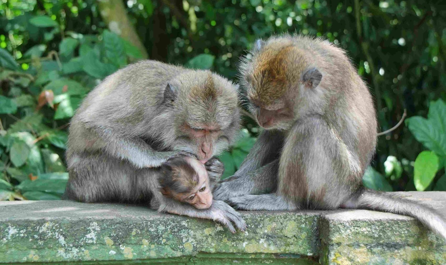 monkey-forest-ubud-tempels-rondreis-excursie-bali