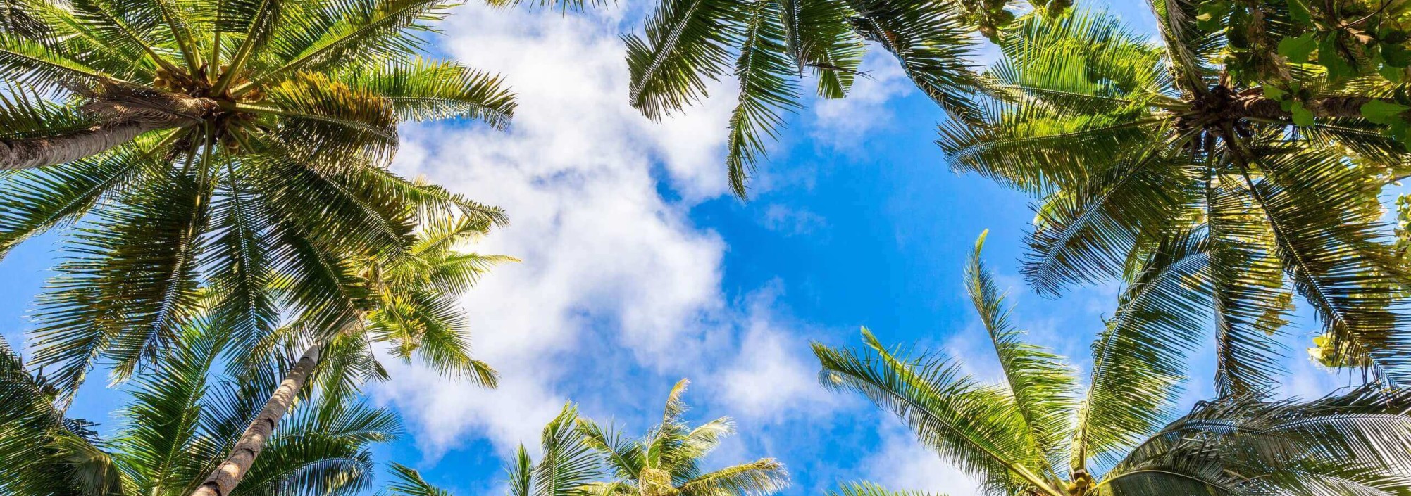 mooie-palmbomen-noord-sulawesi-balitravel-1