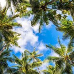 mooie-palmbomen-noord-sulawesi-balitravel-1