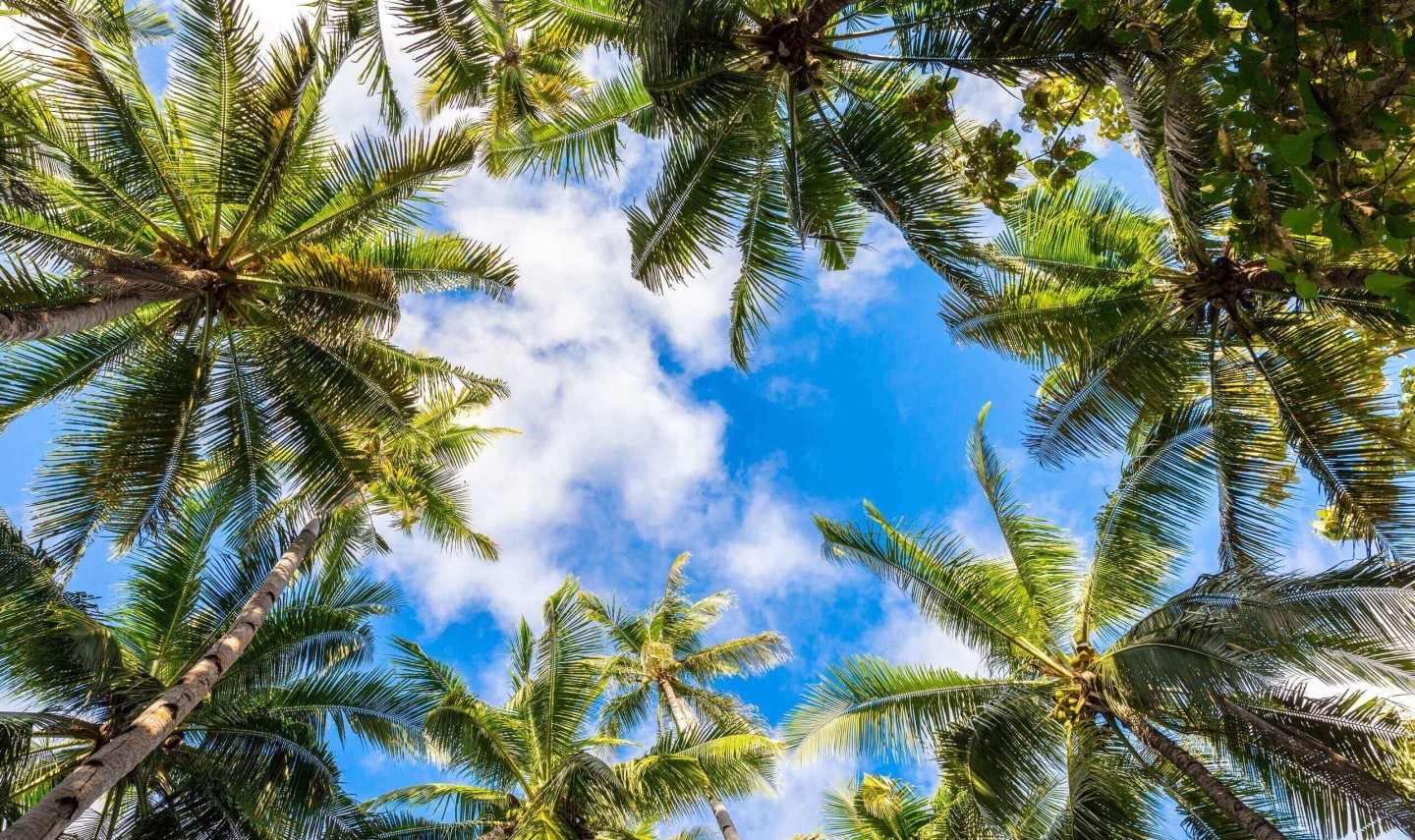 mooie-palmbomen-noord-sulawesi-balitravel