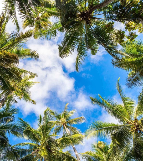 mooie-palmbomen-noord-sulawesi-balitravel