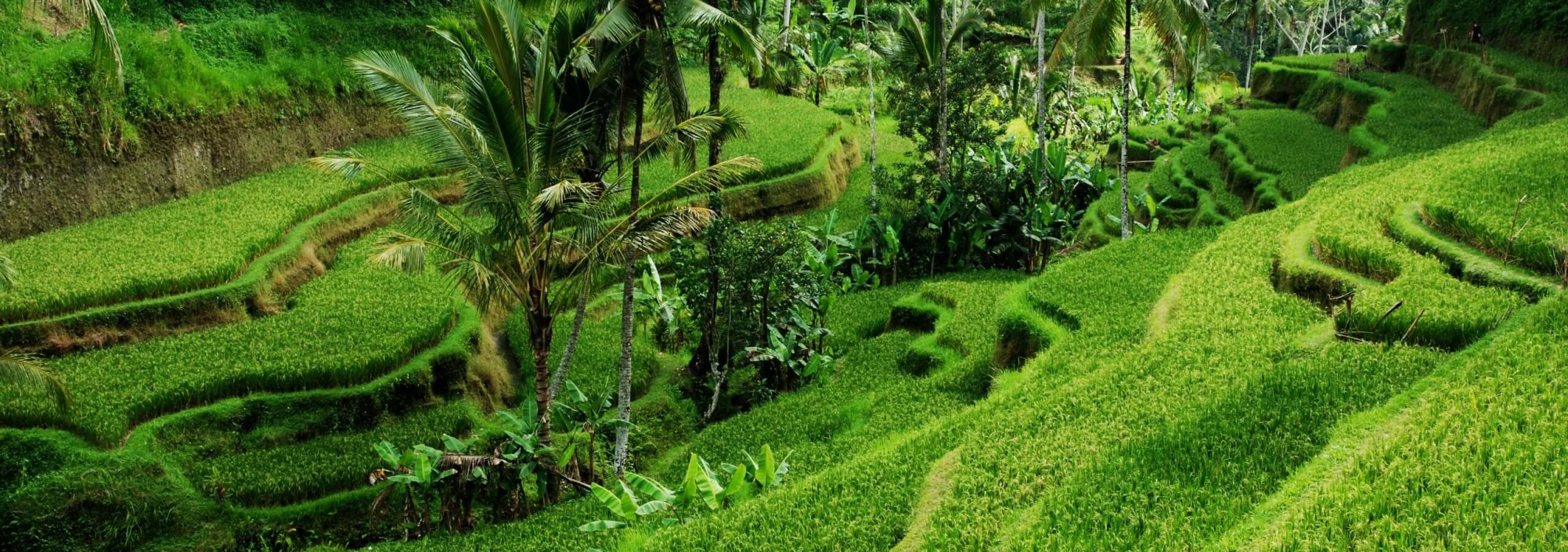 mooie-rijstterrassen-bali-balitravel