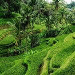 mooie-rijstterrassen-bali-balitravel