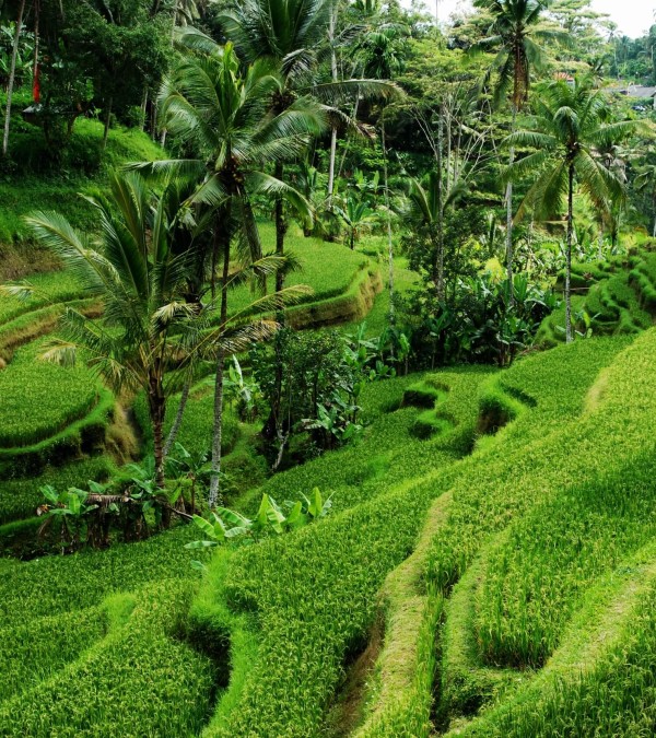mooie-rijstterrassen-bali-balitravel