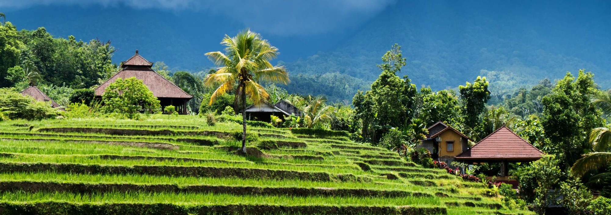 natuur-rijstterrassen-ubud-balitravel