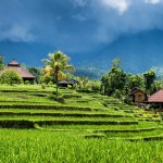 natuur-rijstterrassen-ubud-balitravel
