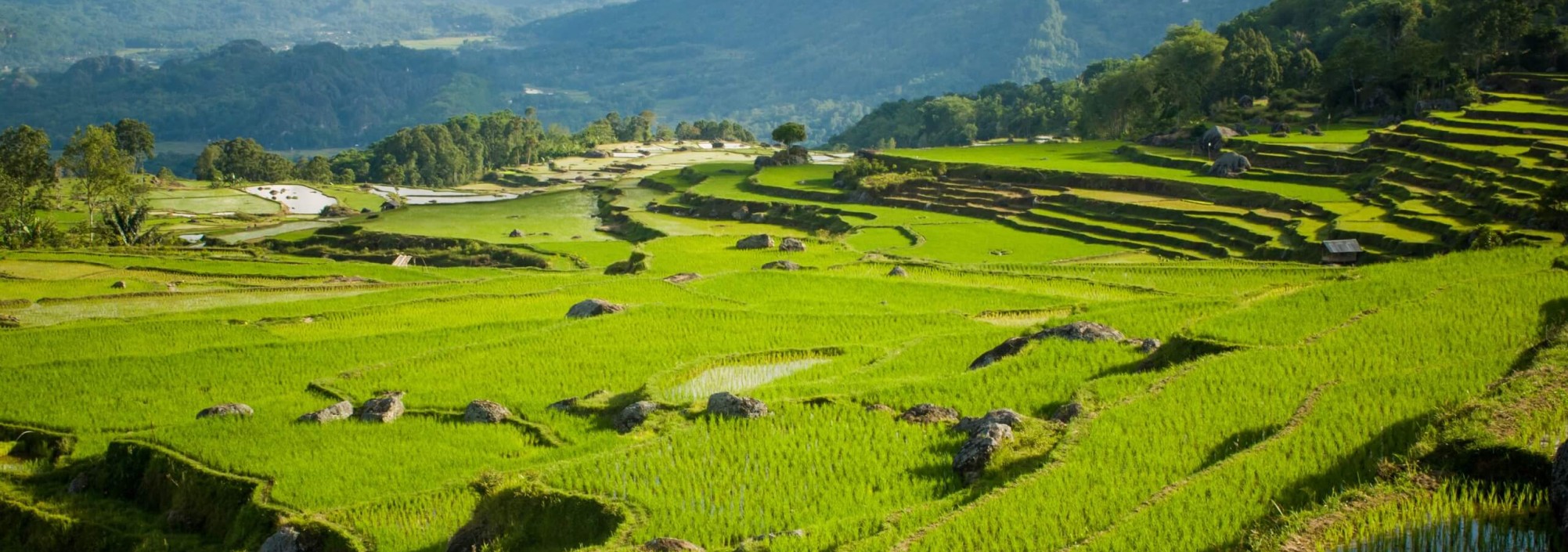 natuur-tana-toraja-sulawesi