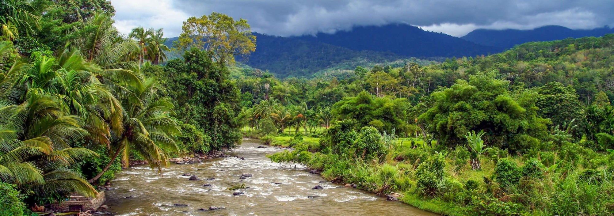 natuur-tropisch-regenwoud-sumatra
