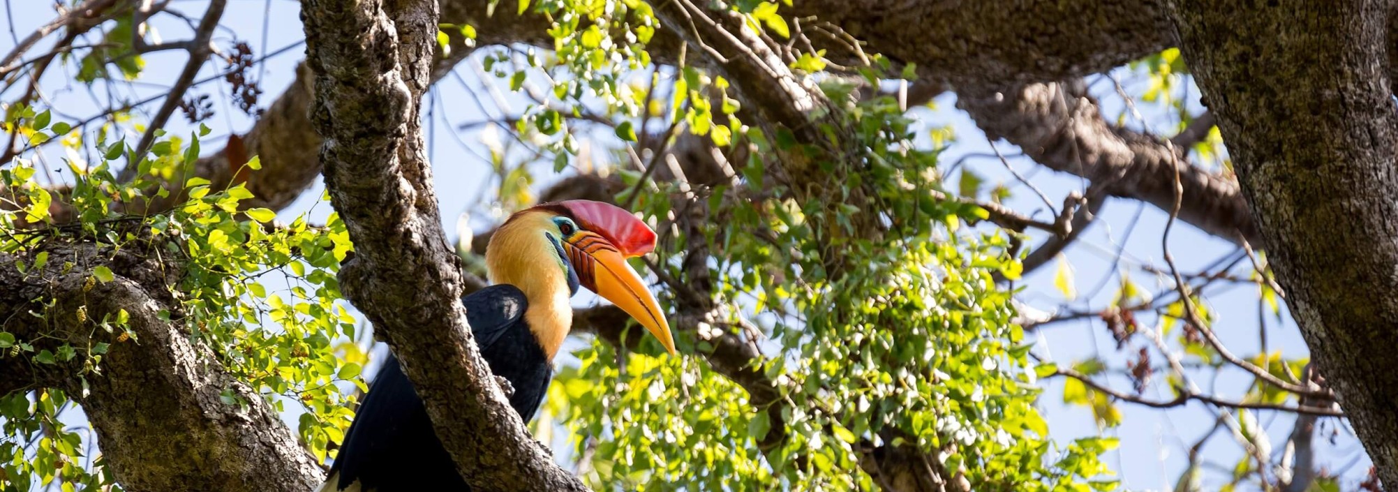 neushoornvogel-tangkoko-national-park-sulawesi