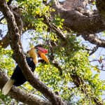 neushoornvogel-tangkoko-national-park-sulawesi