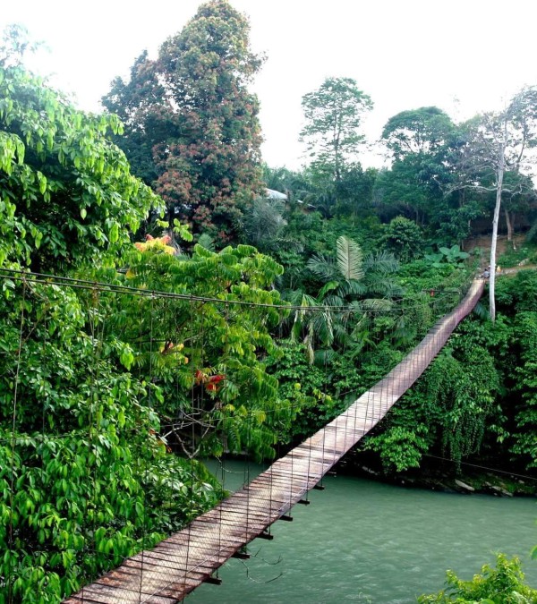 oerwoud-tangkahan-bohorok-natuur-sumatra