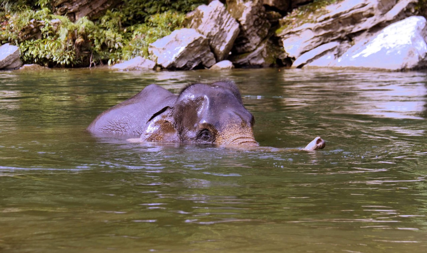 olifant-tangkahan-sumatra