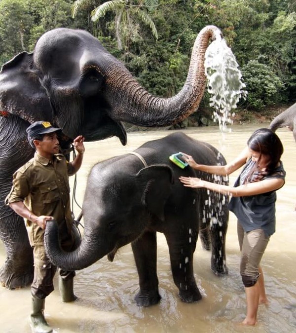 olifanten-wassen-oerwoud-national-park-tangkahan-sumatra