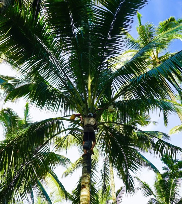 oost-java-kalibaru-balitravel-2