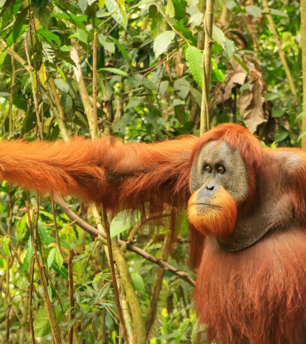 orang-utan-gunung-leuser-sumatra-1