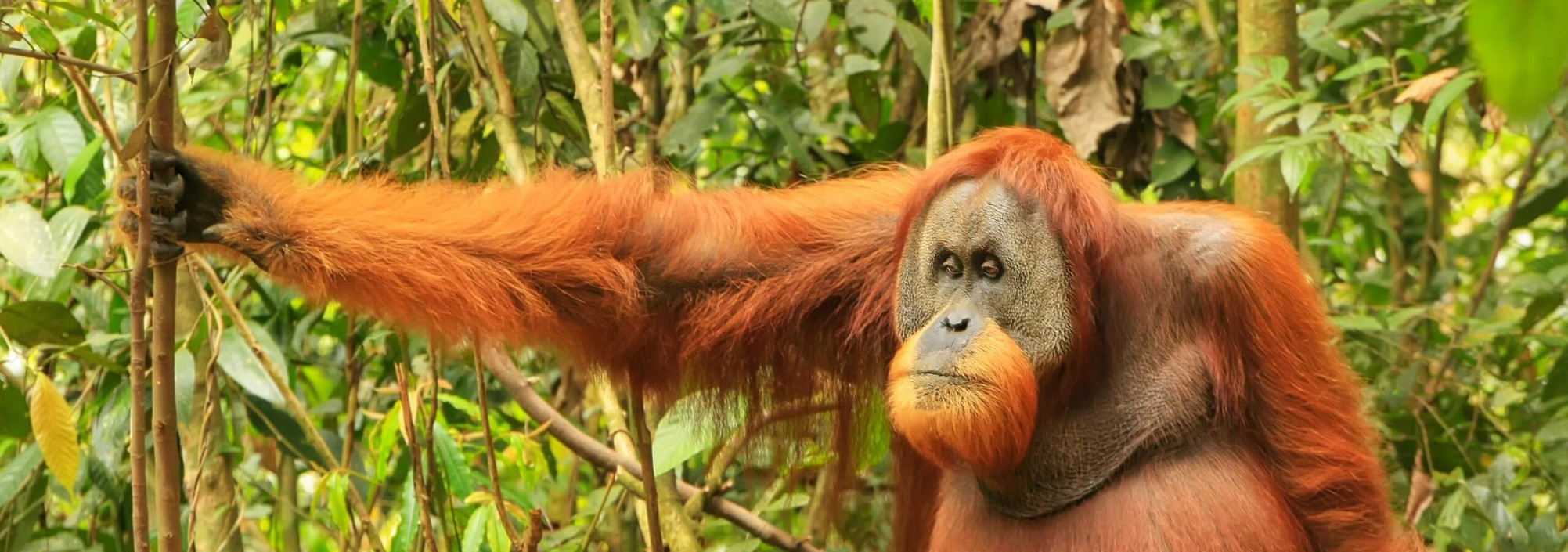 orang-utan-gunung-leuser-sumatra