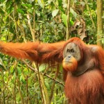 orang-utan-gunung-leuser-sumatra