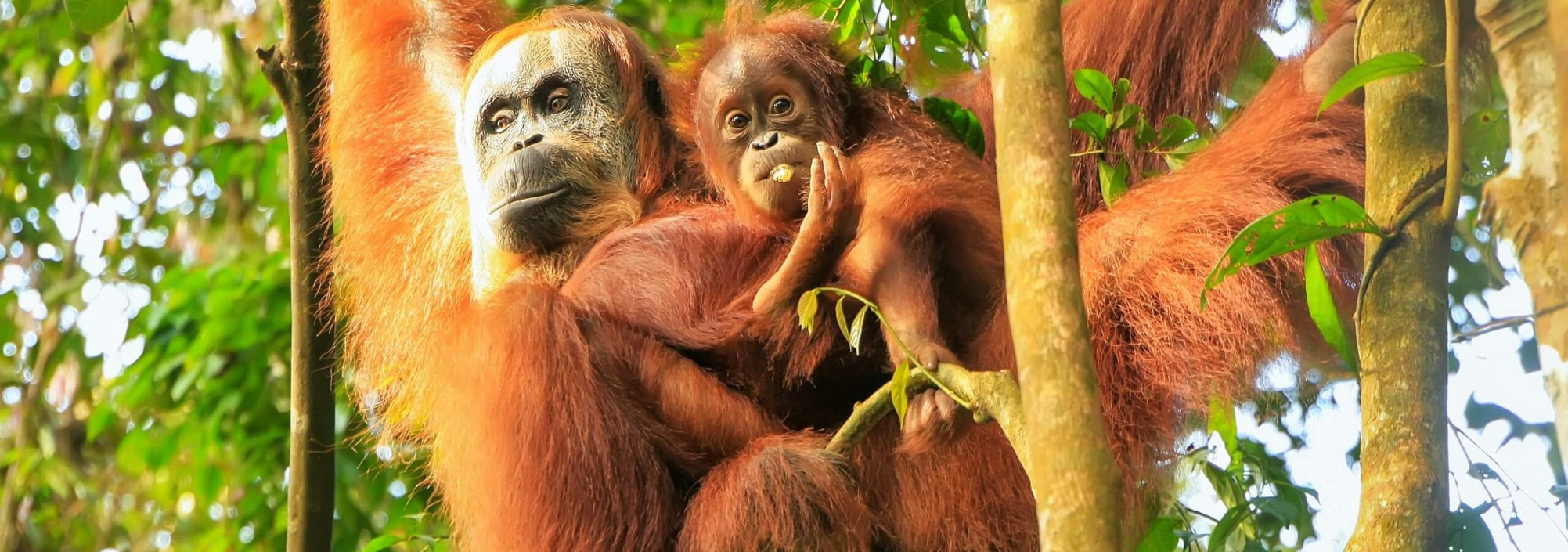 orangutan-bukit-lawang-sumatra