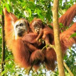 orangutan-bukit-lawang-sumatra