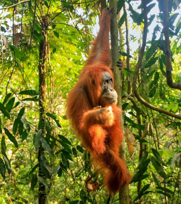 orangutan-leuser-national-park-1