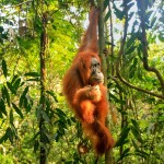 orangutan-leuser-national-park