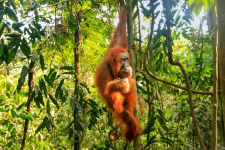 orangutan-leuser-national-park