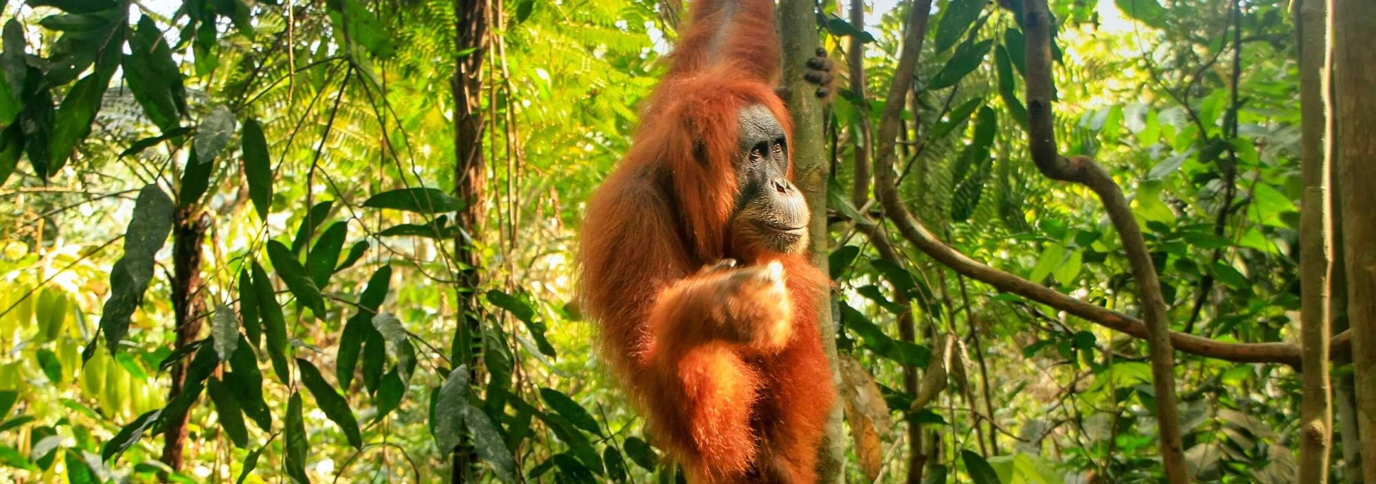 orangutan-leuser-national-park