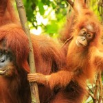 orangutan-leuser-national-park-sumatra
