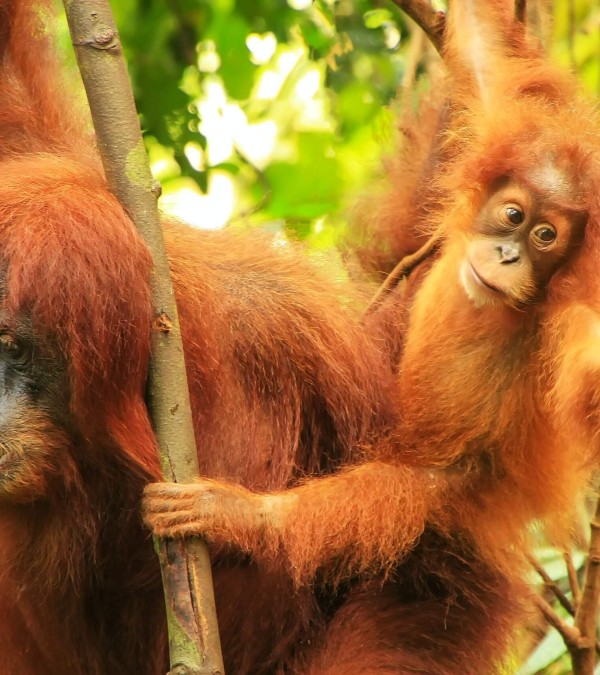 orangutan-leuser-national-park-sumatra-3