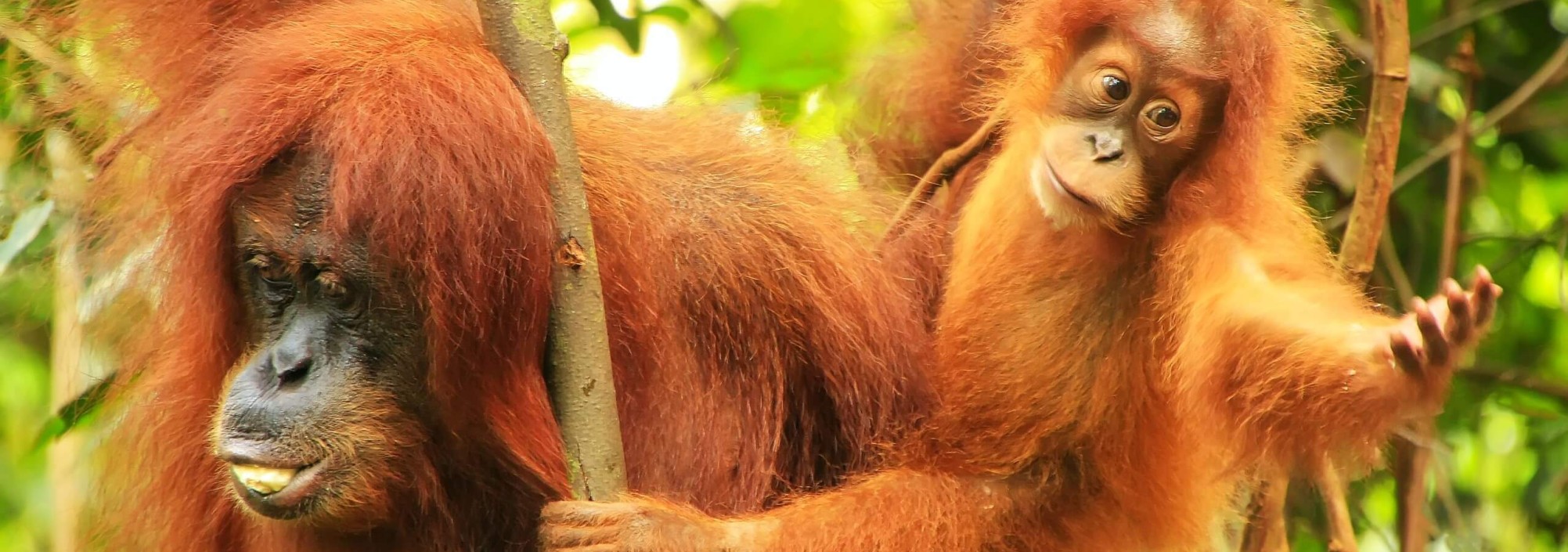 orangutan-leuser-national-park-sumatra
