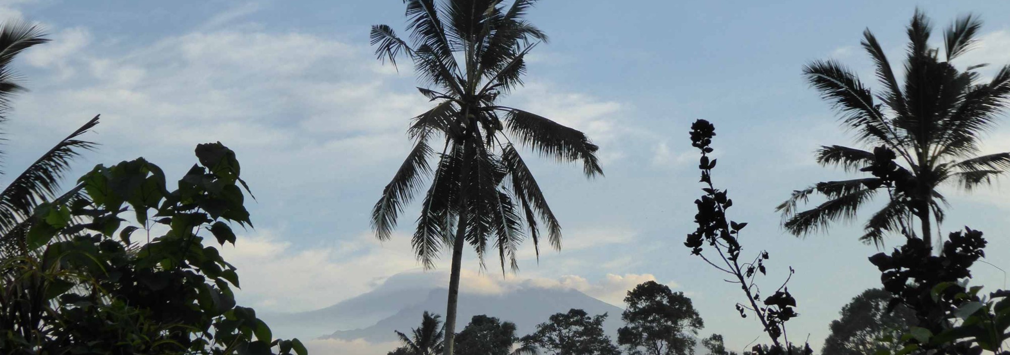 palmbomen-kalibaru-rumah-kita-balitravel