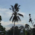palmbomen-kalibaru-rumah-kita-balitravel