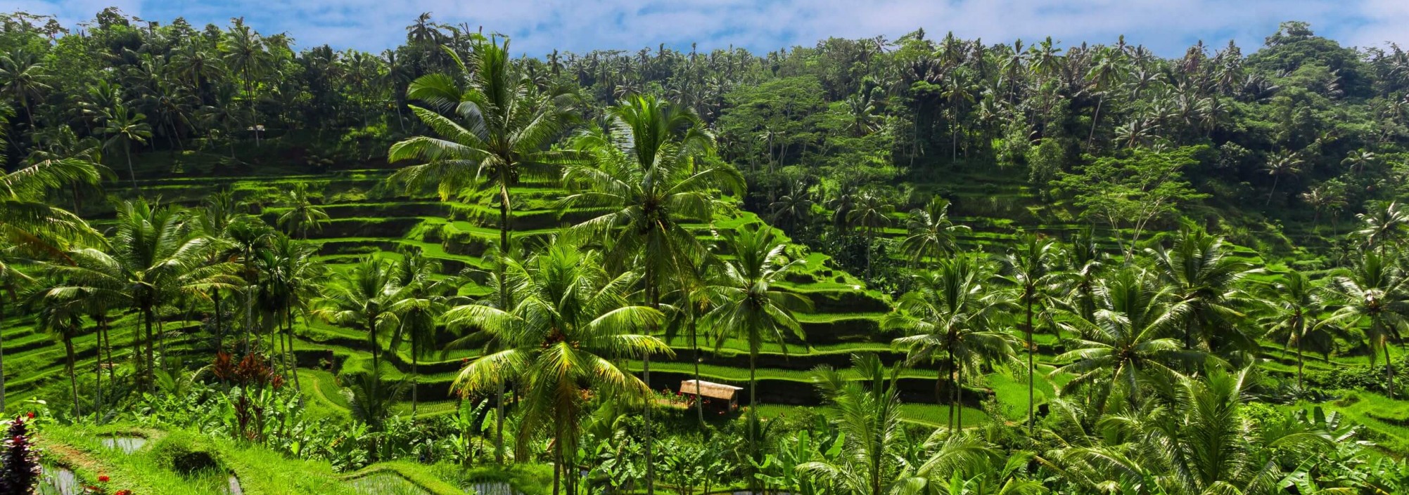 prachtige-rijstvelden-natuur-jatiluwih-bali