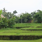 rice-view-from-restaurant