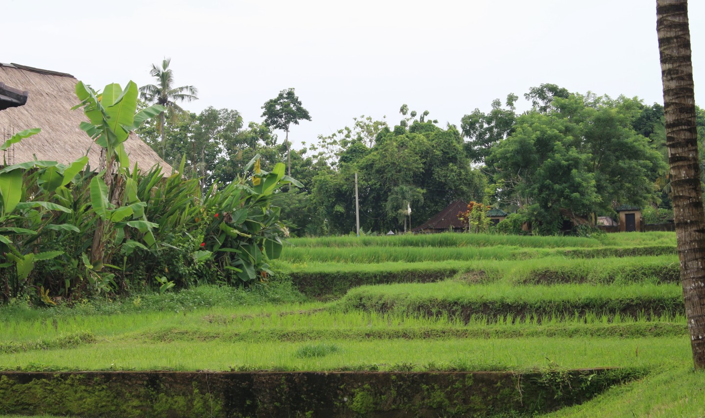 rice-view-from-restaurant