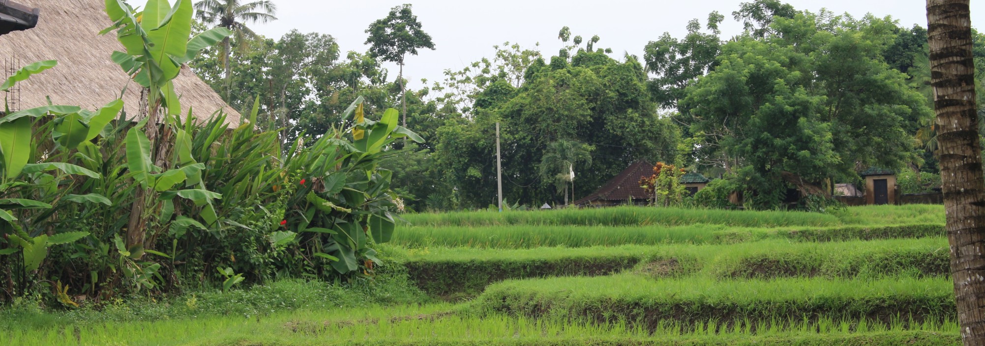 rice-view-from-restaurant