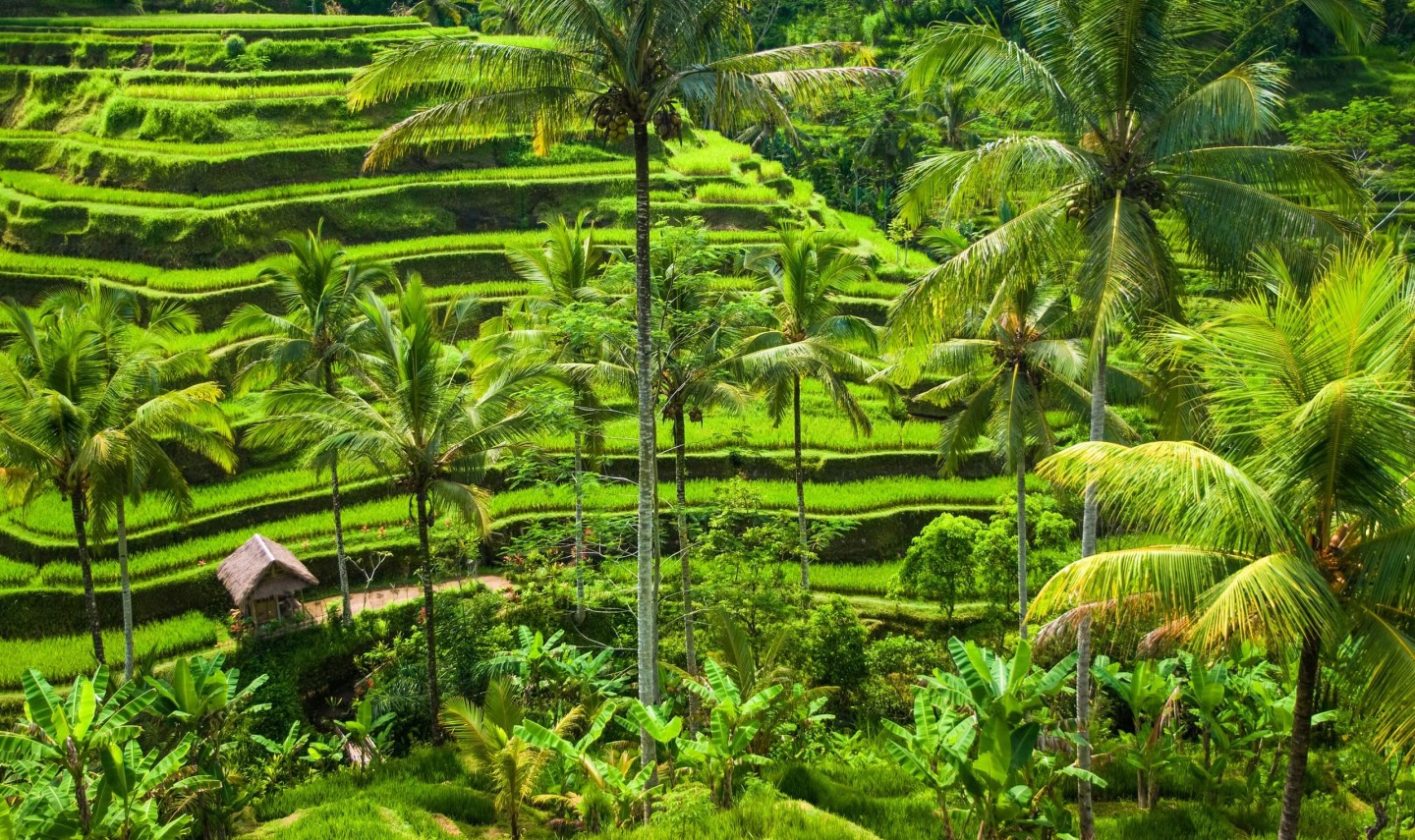 rijstterrassen-ubud